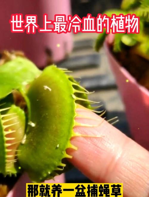 捕蝇草最低温度，冬天怎么养不会死，捕蝇草冬天会枯萎吗？-第8张图片-优品飞百科