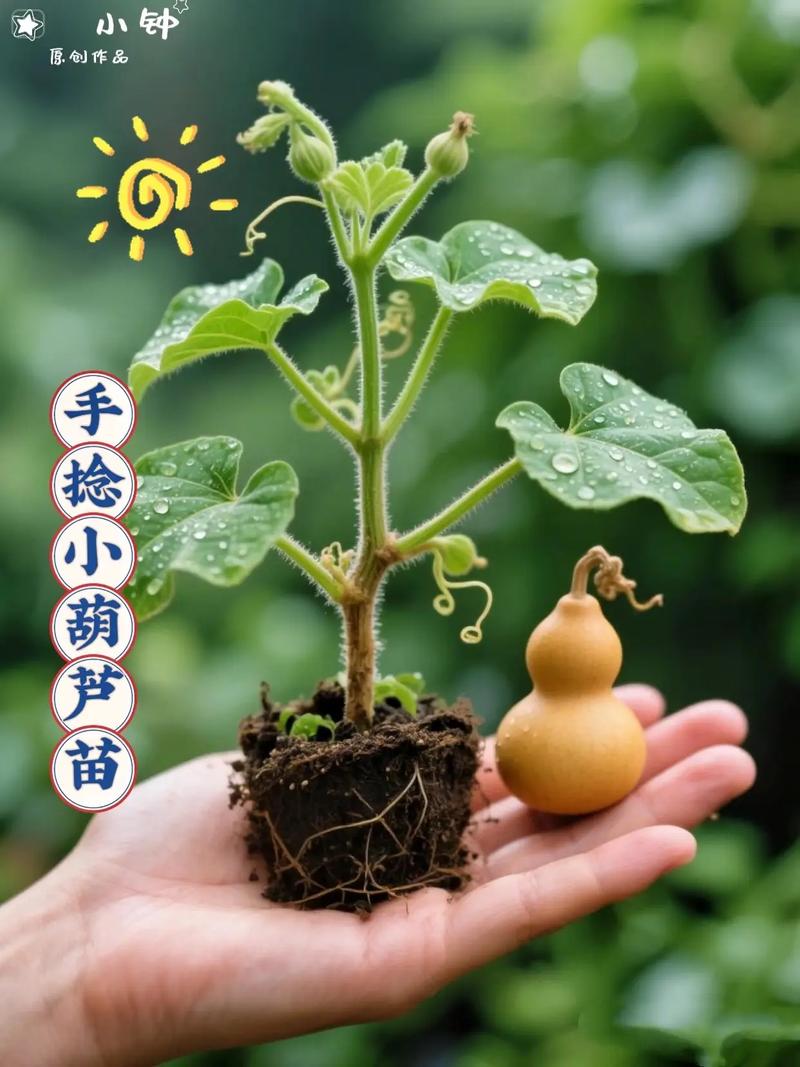 葫芦苗怕水吗，葫芦苗喜欢水吗，葫芦苗耐晒吗？-第4张图片-优品飞百科