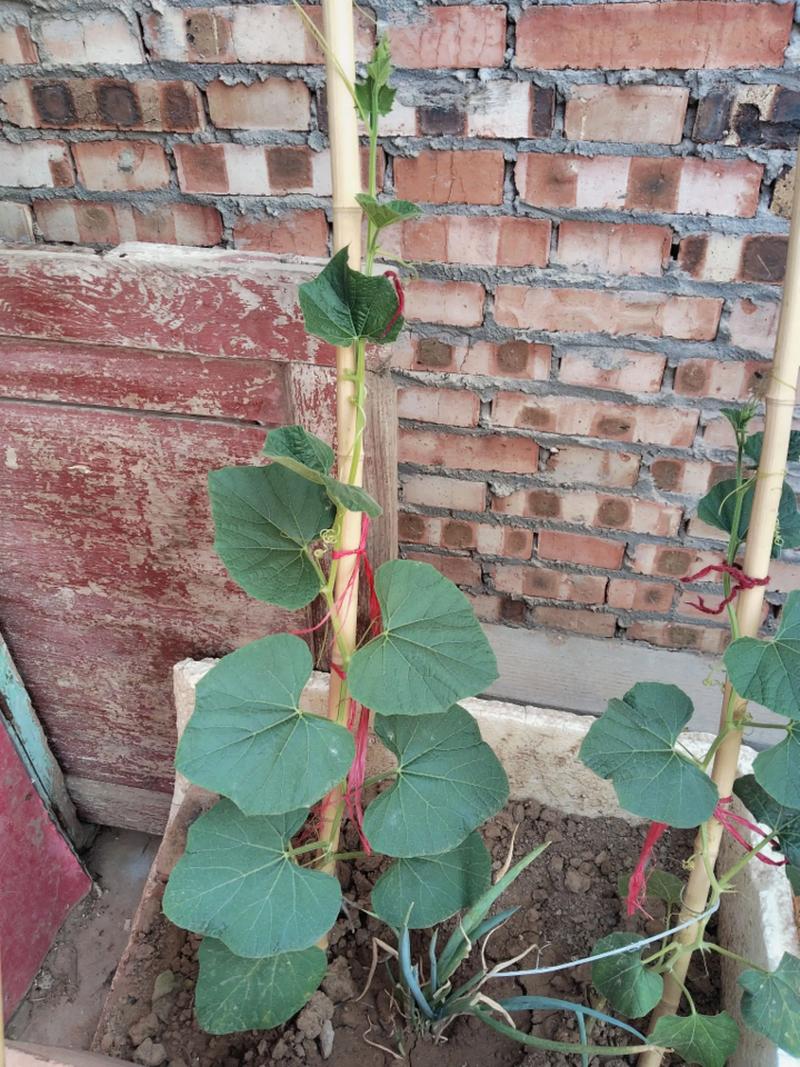 葫芦苗怕水吗，葫芦苗喜欢水吗，葫芦苗耐晒吗？-第5张图片-优品飞百科