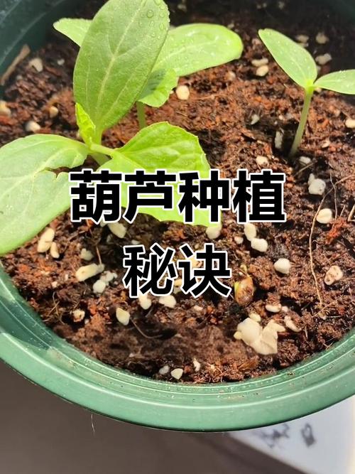 葫芦苗怕水吗，葫芦苗喜欢水吗，葫芦苗耐晒吗？-第6张图片-优品飞百科