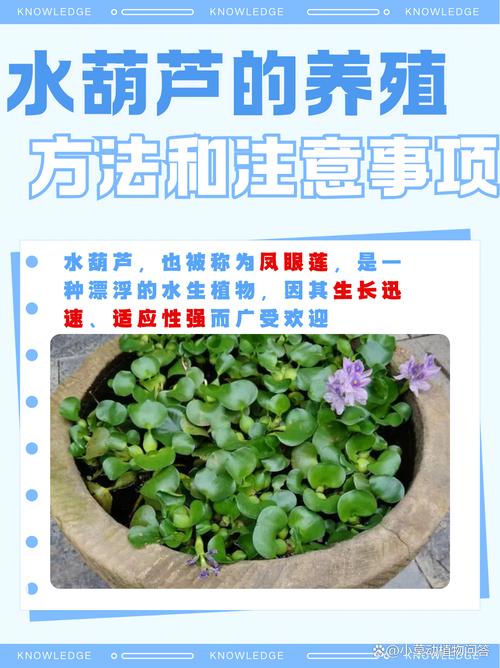 葫芦苗怕水吗，葫芦苗喜欢水吗，葫芦苗耐晒吗？-第8张图片-优品飞百科