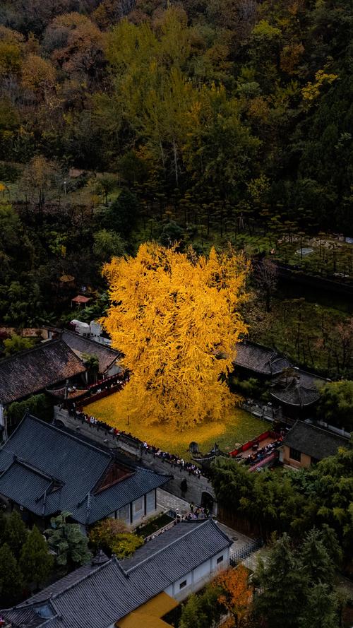 西安银杏树在哪里看，观赏时间是几月份？西安银杏树哪里有旅游的地方？-第4张图片-优品飞百科