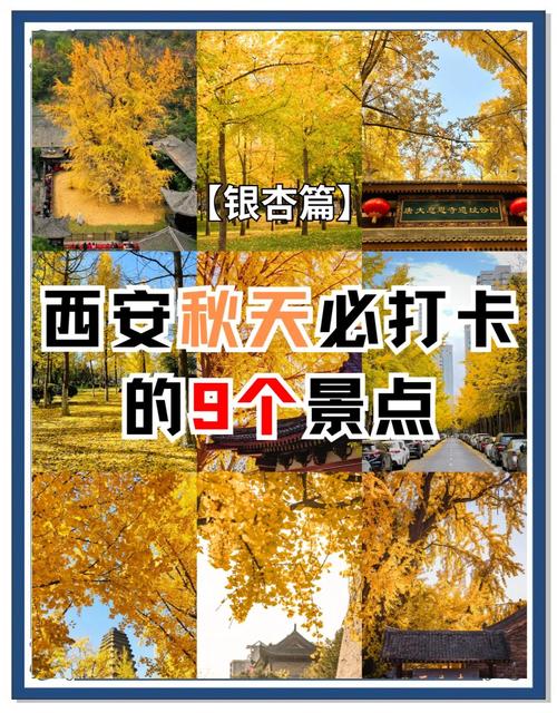 西安银杏树在哪里看，观赏时间是几月份？西安银杏树哪里有旅游的地方？-第5张图片-优品飞百科