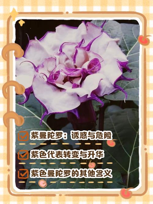 不同颜色的曼陀罗花语，曼陀罗花的颜色和功效有区别吗？-第2张图片-优品飞百科