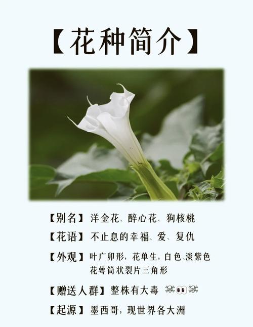 不同颜色的曼陀罗花语，曼陀罗花的颜色和功效有区别吗？-第4张图片-优品飞百科
