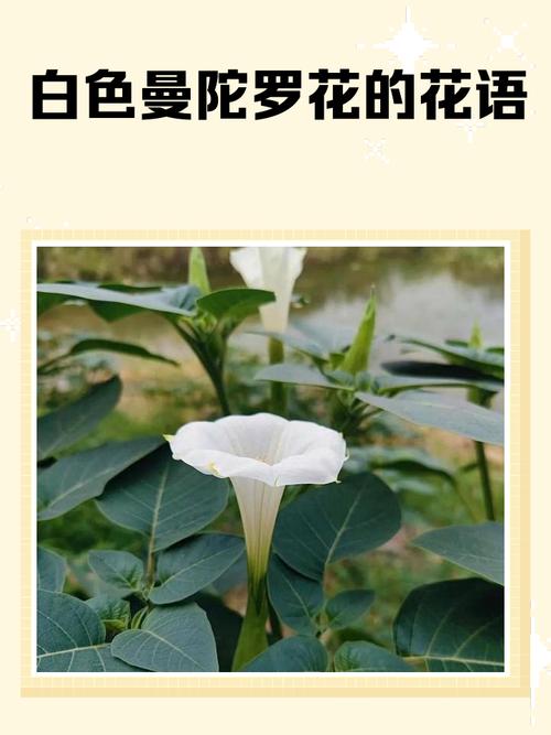 不同颜色的曼陀罗花语，曼陀罗花的颜色和功效有区别吗？-第5张图片-优品飞百科
