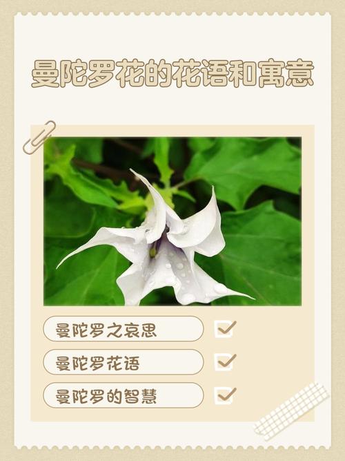不同颜色的曼陀罗花语，曼陀罗花的颜色和功效有区别吗？-第7张图片-优品飞百科