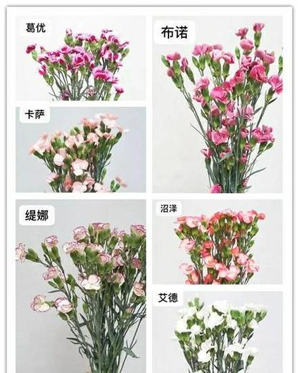 康乃馨多久浇一次水？康乃馨多久浇一次水,怎么浇？-第5张图片-优品飞百科