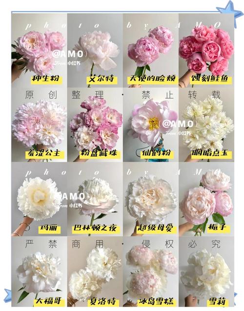 草芍药和芍药的区别？芍药草好不好？-第1张图片-优品飞百科