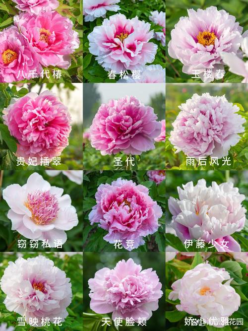 草芍药和芍药的区别？芍药草好不好？-第2张图片-优品飞百科