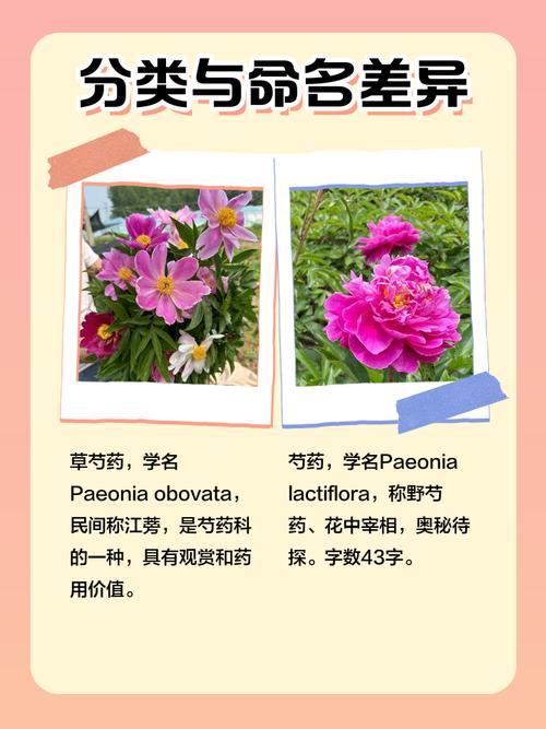 草芍药和芍药的区别？芍药草好不好？-第3张图片-优品飞百科