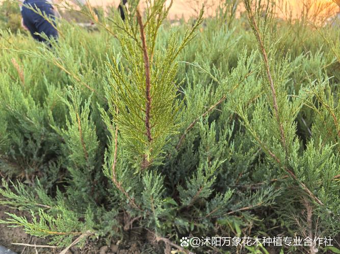 圆柏的主要品种，圆柏的典型特征？-第2张图片-优品飞百科