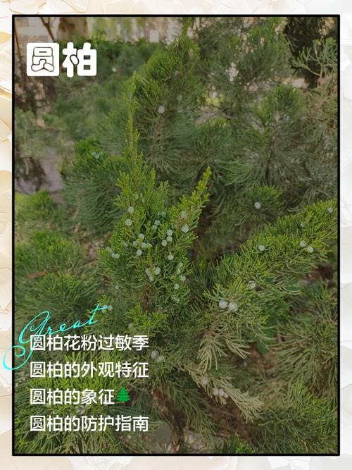 圆柏的主要品种，圆柏的典型特征？-第3张图片-优品飞百科