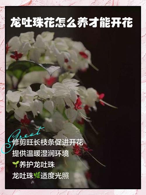龙吐珠花怎么剪枝繁殖?龙吐珠花怎么剪枝繁殖方法介绍 龙吐珠修剪示意图解?-第2张图片-优品飞百科 龙吐珠花怎么剪枝繁殖?龙吐珠花怎么剪枝繁殖方法介绍 龙吐珠修剪示意图解?-第2张图片-优品飞百科