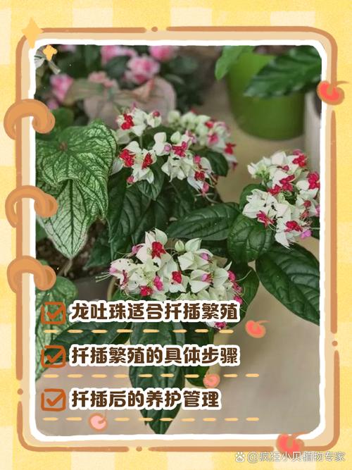 龙吐珠花怎么剪枝繁殖?龙吐珠花怎么剪枝繁殖方法介绍 龙吐珠修剪示意图解?-第4张图片-优品飞百科 龙吐珠花怎么剪枝繁殖?龙吐珠花怎么剪枝繁殖方法介绍 龙吐珠修剪示意图解?-第4张图片-优品飞百科