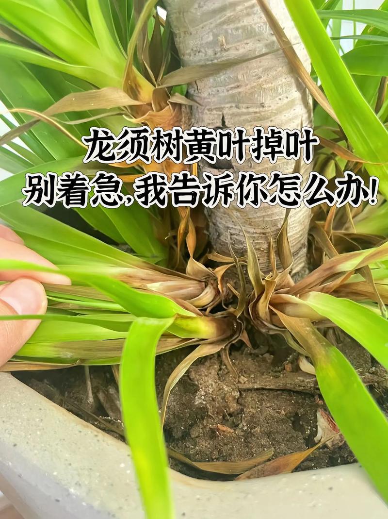 龙须兰叶尖发黄怎么解决？龙须兰叶尖发黄怎么解决视频？-第3张图片-优品飞百科