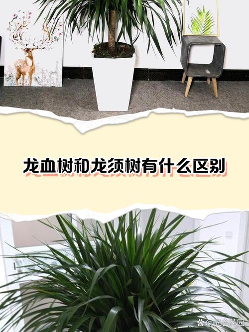 龙须兰叶尖发黄怎么解决？龙须兰叶尖发黄怎么解决视频？-第4张图片-优品飞百科