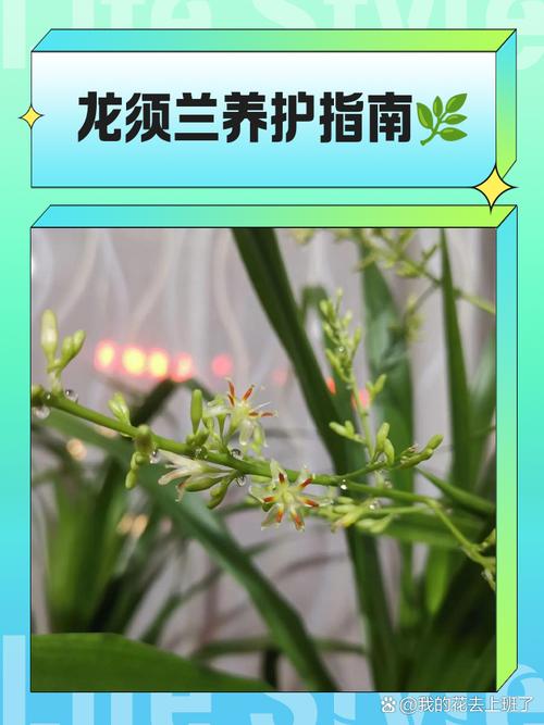 龙须兰叶尖发黄怎么解决？龙须兰叶尖发黄怎么解决视频？-第5张图片-优品飞百科