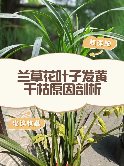 龙须兰叶尖发黄怎么解决？龙须兰叶尖发黄怎么解决视频？-第7张图片-优品飞百科