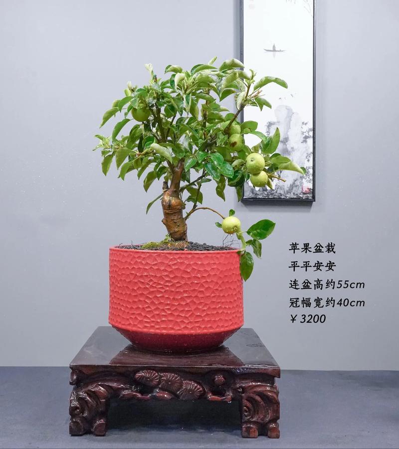 苹果籽怎么种小盆栽，怎么用苹果籽种出苹果树盆栽视频？-第2张图片-优品飞百科