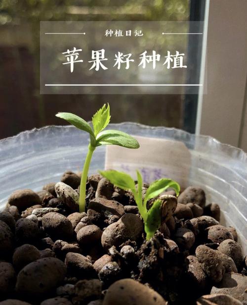 苹果籽怎么种小盆栽，怎么用苹果籽种出苹果树盆栽视频？-第4张图片-优品飞百科