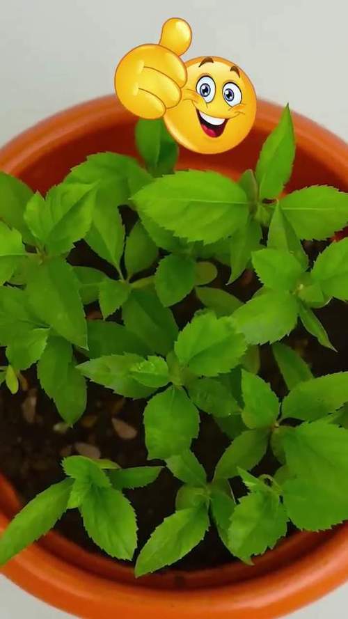苹果籽怎么种小盆栽，怎么用苹果籽种出苹果树盆栽视频？-第5张图片-优品飞百科