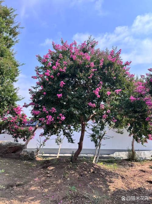 绥化适合养什么花,市花和市树是什么,绥化适合养什么花,市花和市树是什么花-第2张图片-优品飞百科 绥化适合养什么花,市花和市树是什么,绥化适合养什么花,市花和市树是什么花-第2张图片-优品飞百科