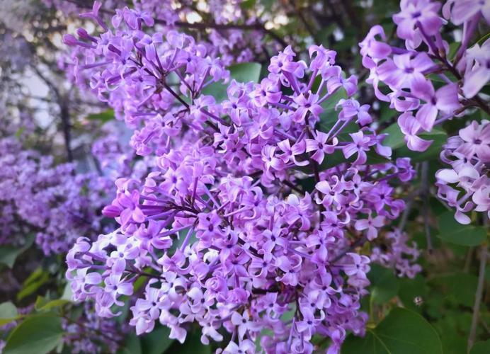 绥化适合养什么花,市花和市树是什么,绥化适合养什么花,市花和市树是什么花-第3张图片-优品飞百科 绥化适合养什么花,市花和市树是什么,绥化适合养什么花,市花和市树是什么花-第3张图片-优品飞百科