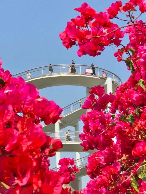 绥化适合养什么花,市花和市树是什么,绥化适合养什么花,市花和市树是什么花-第4张图片-优品飞百科 绥化适合养什么花,市花和市树是什么,绥化适合养什么花,市花和市树是什么花-第4张图片-优品飞百科