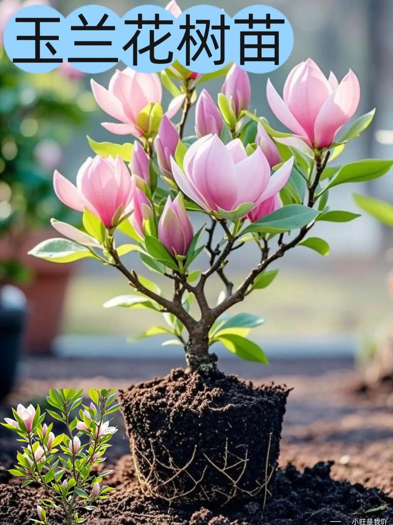 绥化适合养什么花,市花和市树是什么,绥化适合养什么花,市花和市树是什么花-第5张图片-优品飞百科 绥化适合养什么花,市花和市树是什么,绥化适合养什么花,市花和市树是什么花-第5张图片-优品飞百科