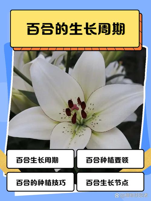 百合的分株繁殖方法，百合的繁殖方法和注意事项？