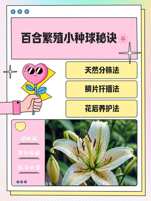 百合的分株繁殖方法,百合的繁殖方法和注意事项?-第3张图片-优品飞百科 百合的分株繁殖方法,百合的繁殖方法和注意事项?-第3张图片-优品飞百科