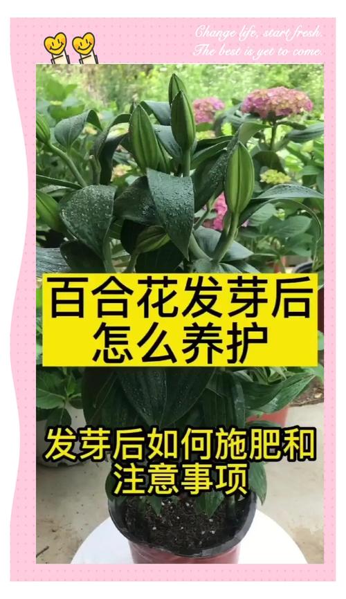 百合的分株繁殖方法,百合的繁殖方法和注意事项?-第4张图片-优品飞百科 百合的分株繁殖方法,百合的繁殖方法和注意事项?-第4张图片-优品飞百科