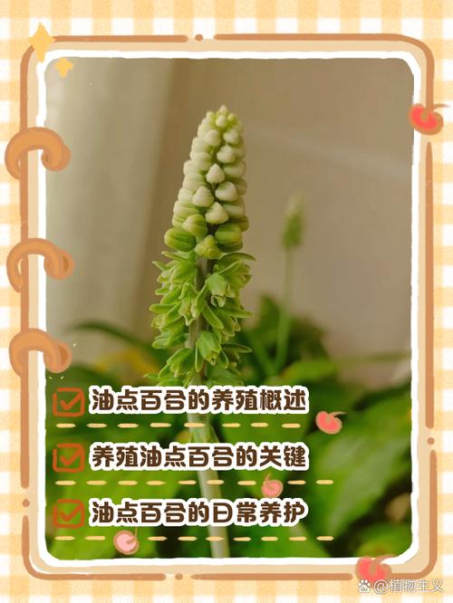 百合的分株繁殖方法,百合的繁殖方法和注意事项?-第5张图片-优品飞百科 百合的分株繁殖方法,百合的繁殖方法和注意事项?-第5张图片-优品飞百科
