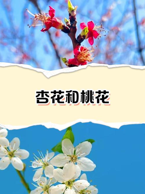 杏花和桃花的区别？杏花和桃花的区别图片？-第2张图片-优品飞百科