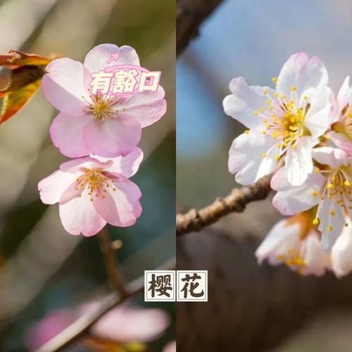 杏花和桃花的区别？杏花和桃花的区别图片？-第3张图片-优品飞百科