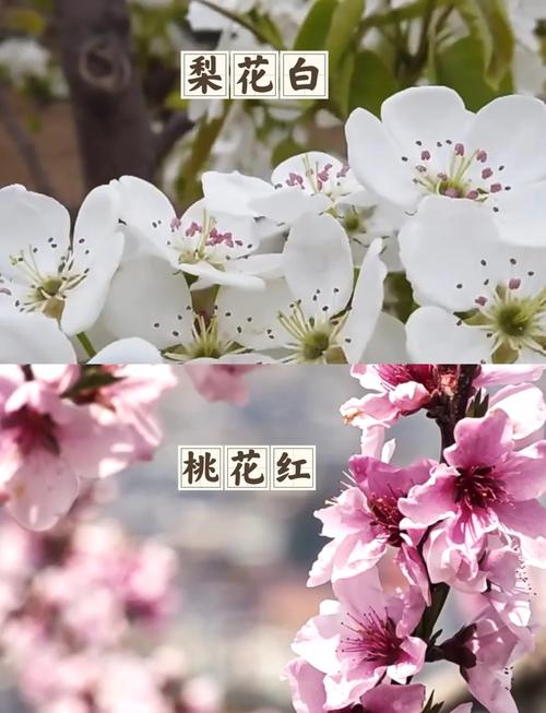杏花和桃花的区别？杏花和桃花的区别图片？-第5张图片-优品飞百科
