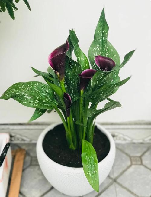 马蹄莲怎么养?马蹄莲怎么养才能开花?-第2张图片-优品飞百科 马蹄莲怎么养?马蹄莲怎么养才能开花?-第2张图片-优品飞百科