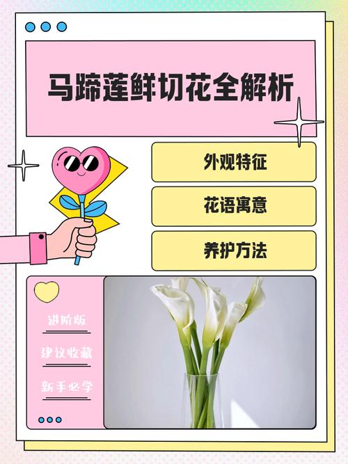 马蹄莲怎么养?马蹄莲怎么养才能开花?-第3张图片-优品飞百科 马蹄莲怎么养?马蹄莲怎么养才能开花?-第3张图片-优品飞百科