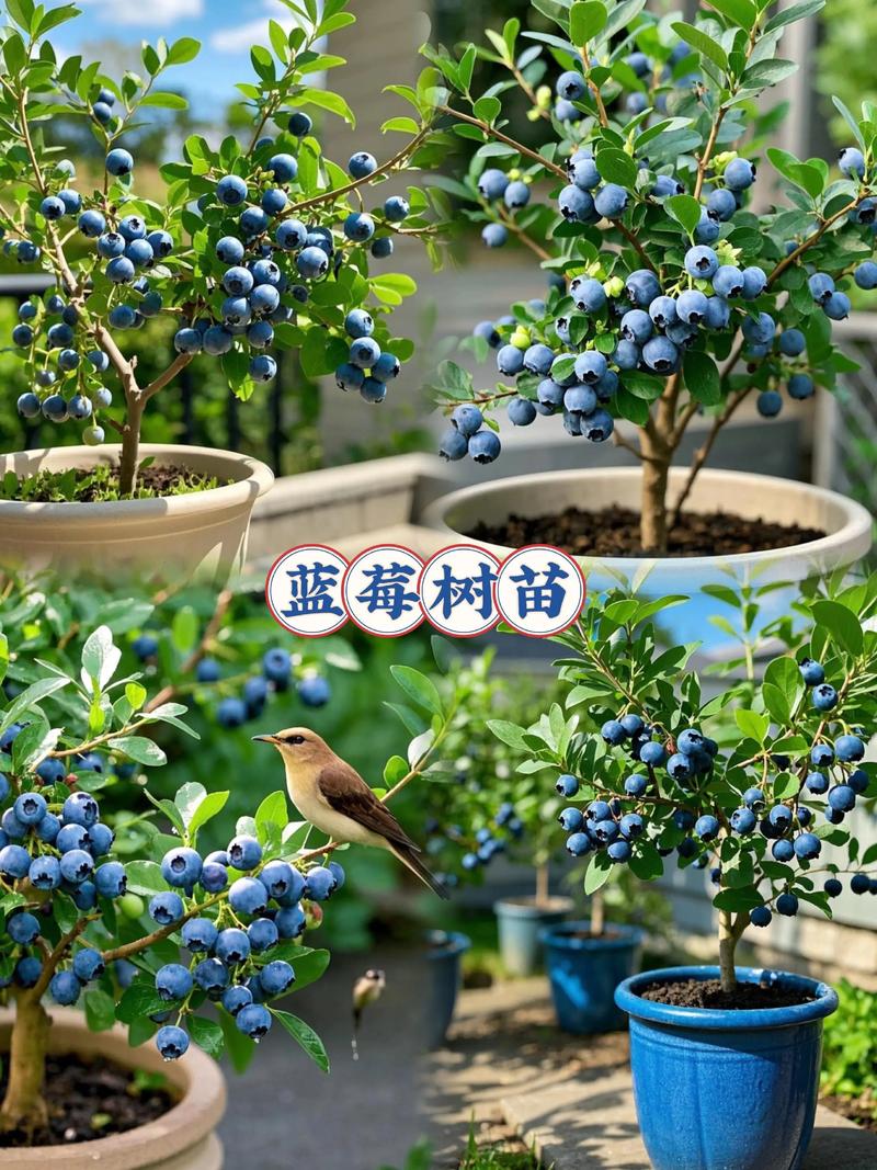 这“2种”果子，特受欢迎，养一盆在家，明年“金果子”挂满枝的简单介绍-第2张图片-优品飞百科