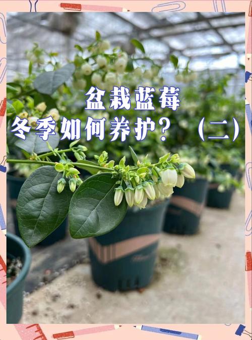 这“2种”果子，特受欢迎，养一盆在家，明年“金果子”挂满枝的简单介绍-第7张图片-优品飞百科
