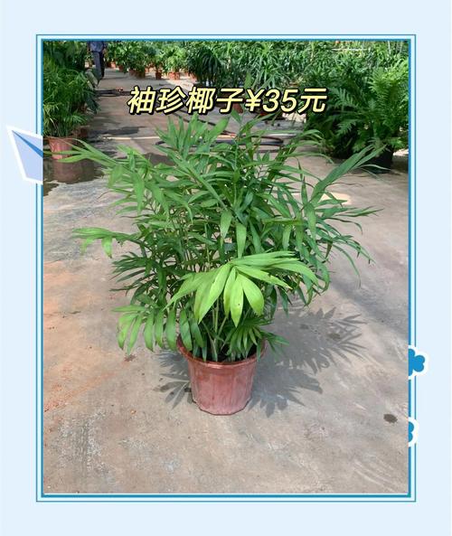 袖珍椰子怎么过冬，袖珍椰子怎么过冬视频？-第5张图片-优品飞百科