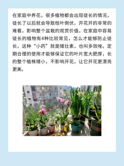 家庭养花常用肥料有哪些，家庭养花常用花肥