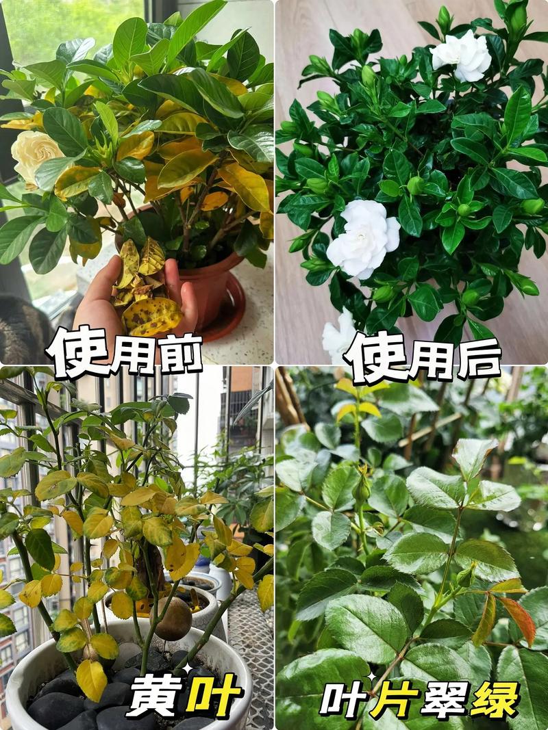 家庭养花常用肥料有哪些，家庭养花常用花肥-第7张图片-优品飞百科