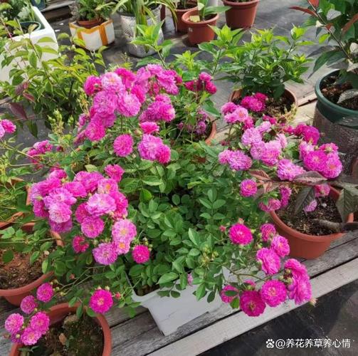 甜蜜马车月季养殖方法,甜蜜马车月季优点与缺点-第3张图片-优品飞百科 甜蜜马车月季养殖方法,甜蜜马车月季优点与缺点-第3张图片-优品飞百科
