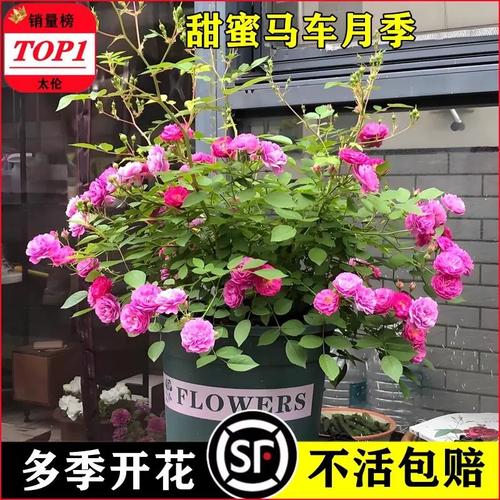 甜蜜马车月季养殖方法,甜蜜马车月季优点与缺点-第4张图片-优品飞百科 甜蜜马车月季养殖方法,甜蜜马车月季优点与缺点-第4张图片-优品飞百科