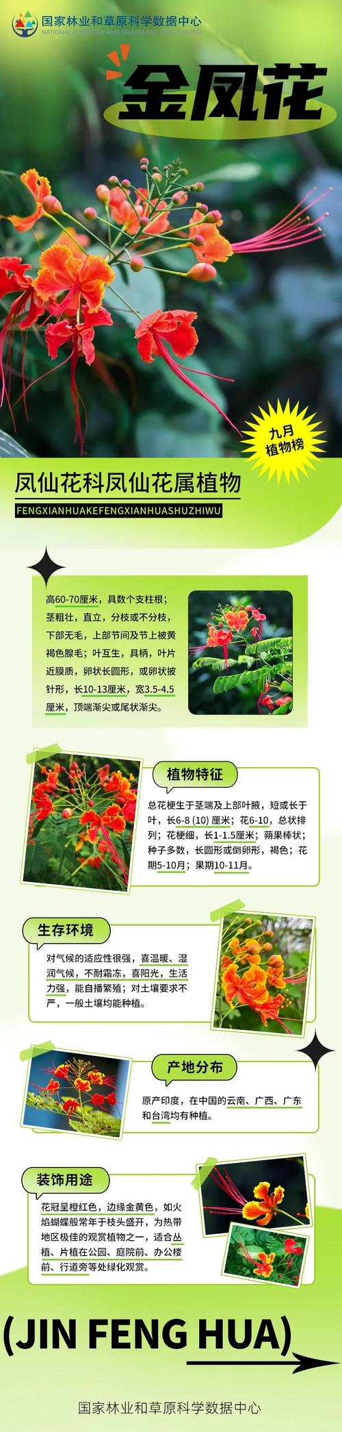 凤凰花的养殖方法和注意事项，凤凰花百度百科-第2张图片-优品飞百科