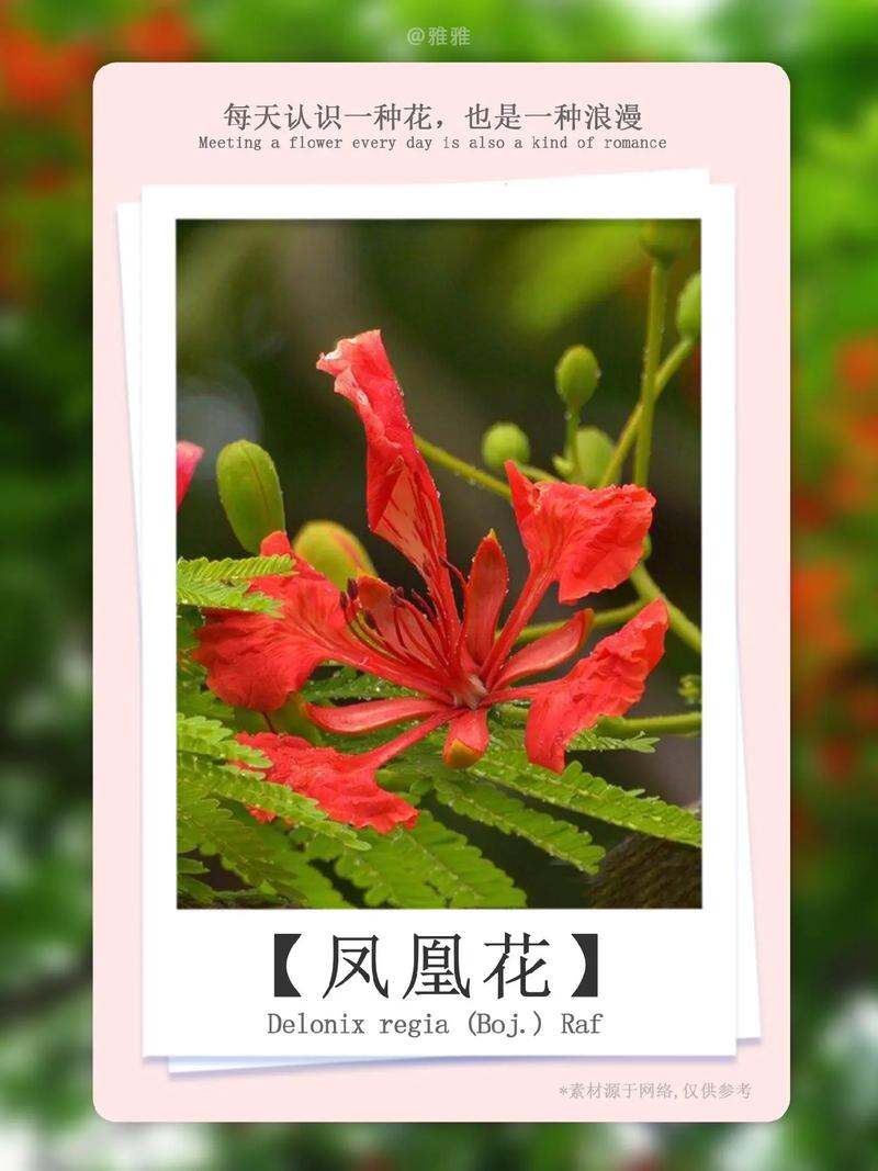 凤凰花的养殖方法和注意事项，凤凰花百度百科-第5张图片-优品飞百科