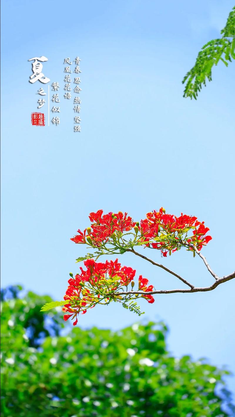 凤凰花的养殖方法和注意事项，凤凰花百度百科-第8张图片-优品飞百科