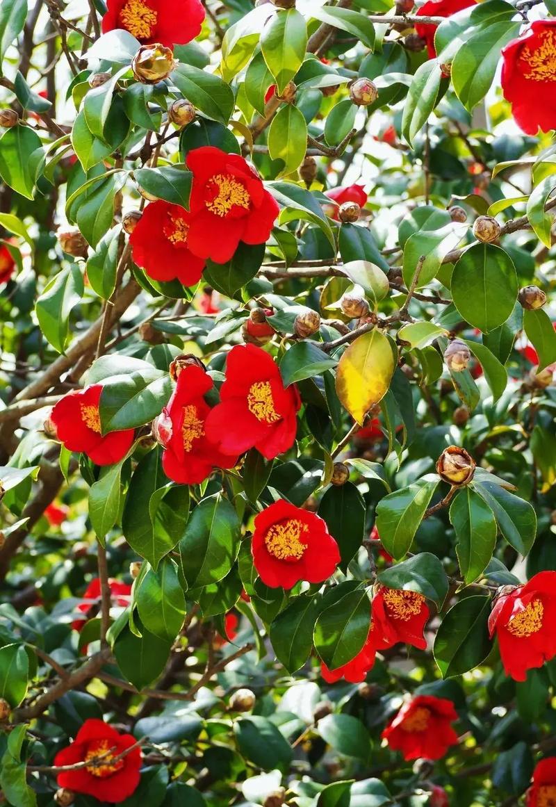 青岛适合养什么花，青岛适合的植物